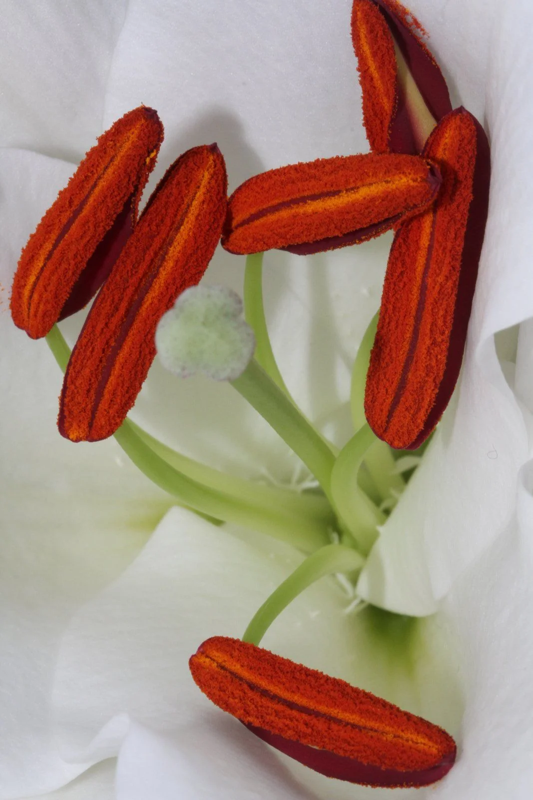 Lily 28.JPG