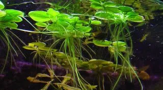 Limnobium laevigatum2.jpg