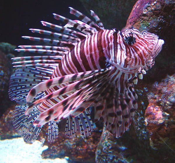 lion_fish.jpg