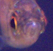 lip1.jpg