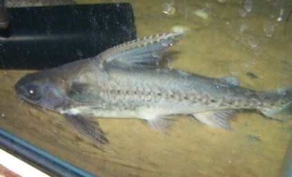 lithodorus_301.JPG