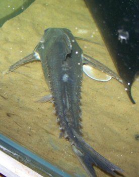 lithodorus_302.JPG
