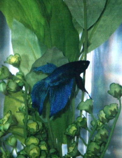 Little_Blue.jpg