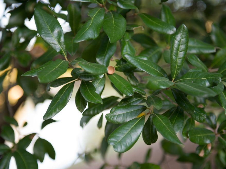 live-oak-leaf-detail-treeland-nursery.jpg