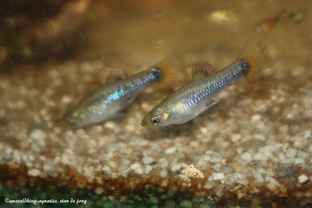 livebearer1 292.jpg