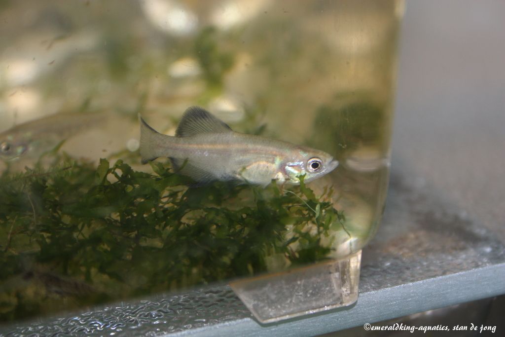 livebearer2 248 Girardinichthys viviparus.jpg