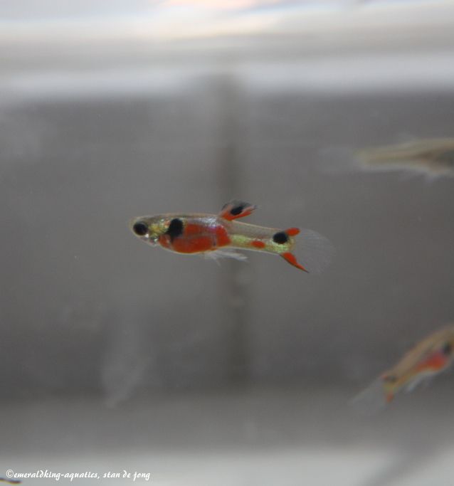 livebearer3 218a.jpg