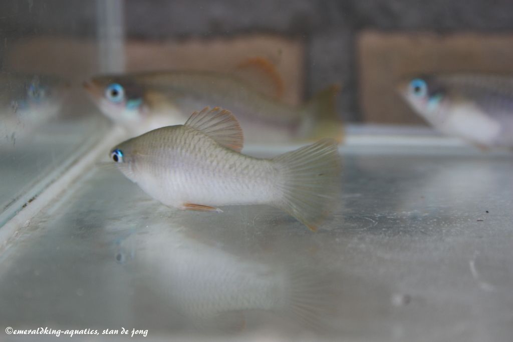 livebearer3 358.jpg