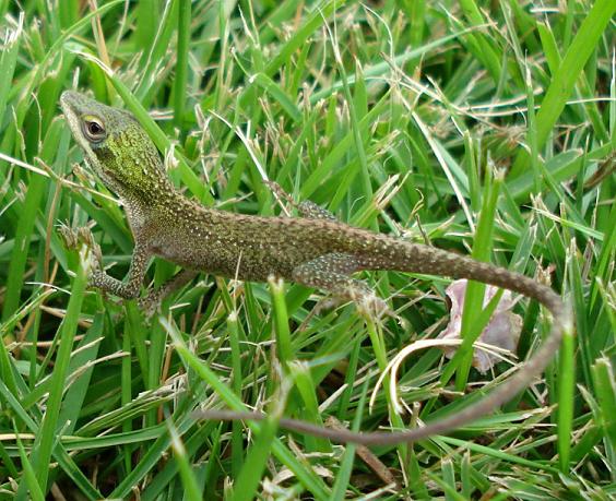 Lizard.JPG