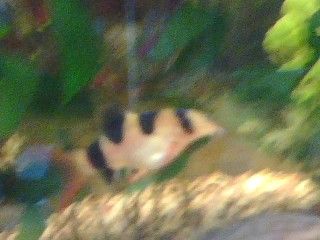 loach.JPG