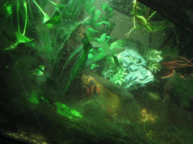 loach.png