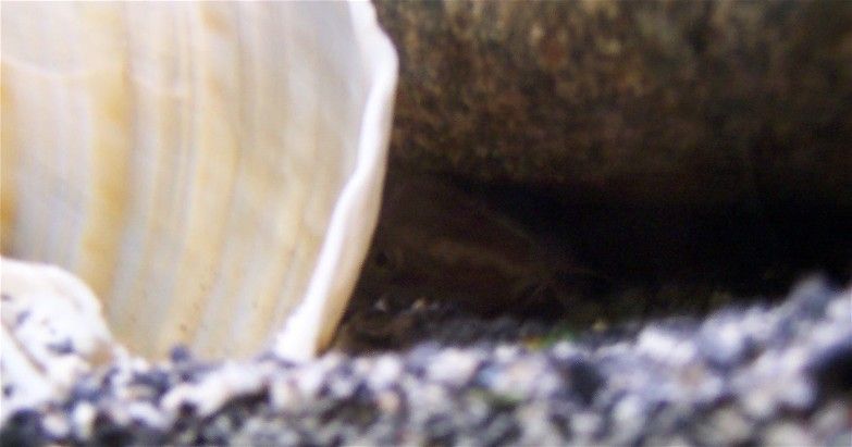 loach1.jpg