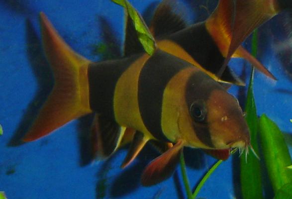 loach2.JPG