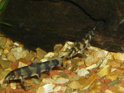 Loaches.jpg