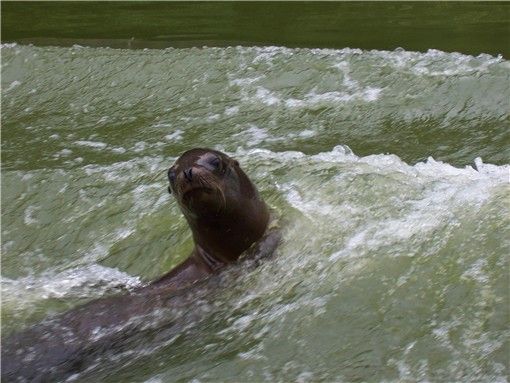 longleat26sealion.jpg
