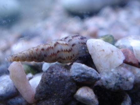 longsnail.jpg