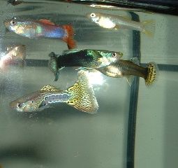 Lots_of_Guppies2.JPG
