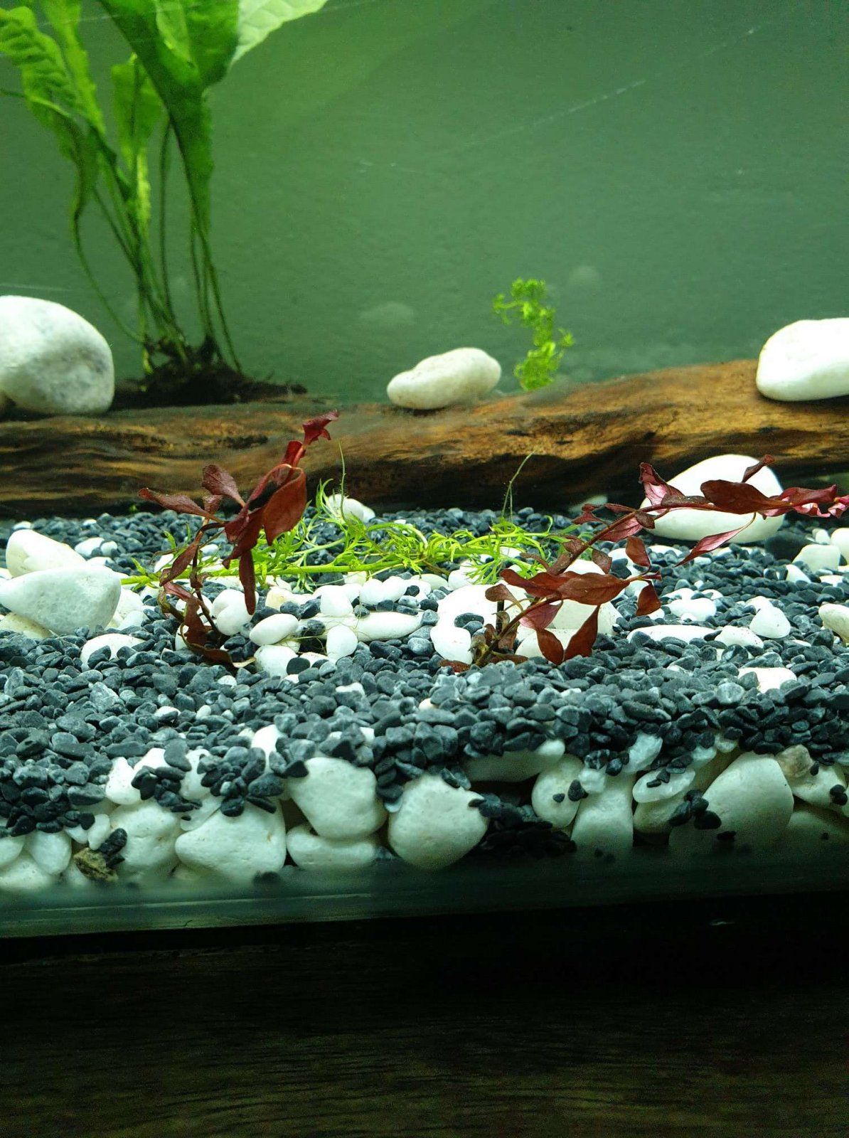 Ludwigia sp red.JPEG