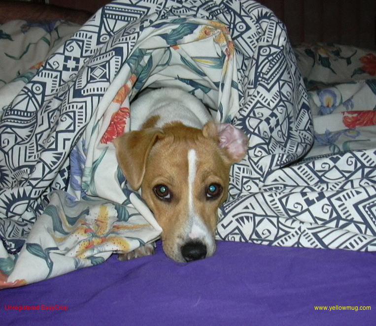 Mac_Awake_Under_Quilt.jpg