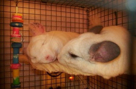 maddaksleep110204.jpg