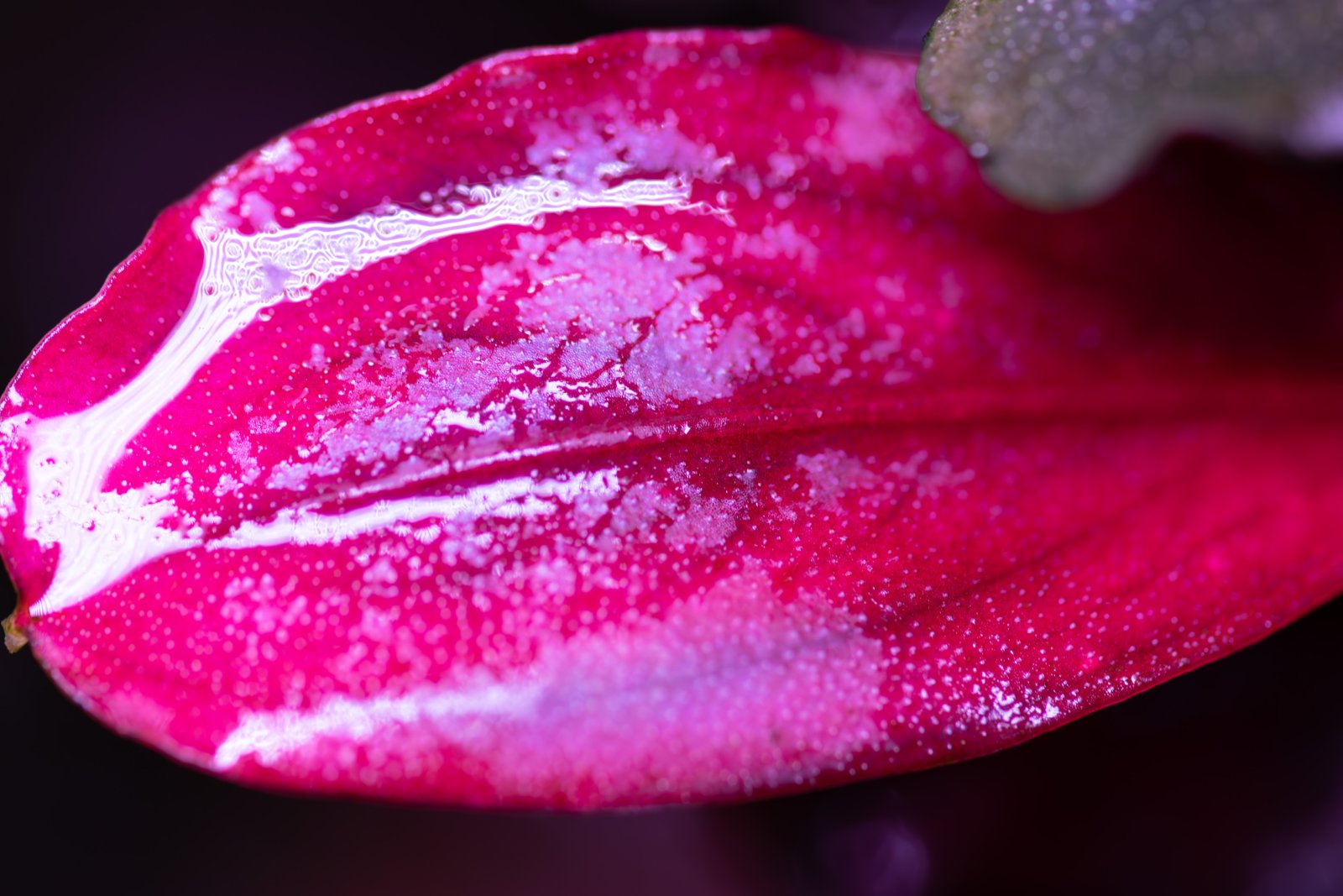 magician (1 of 1).JPG