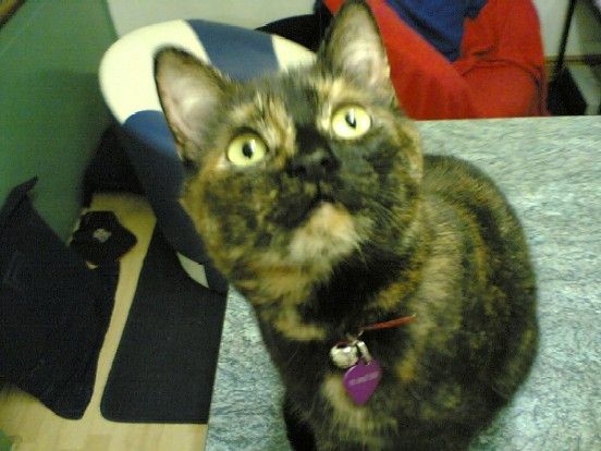 Maisy.jpg