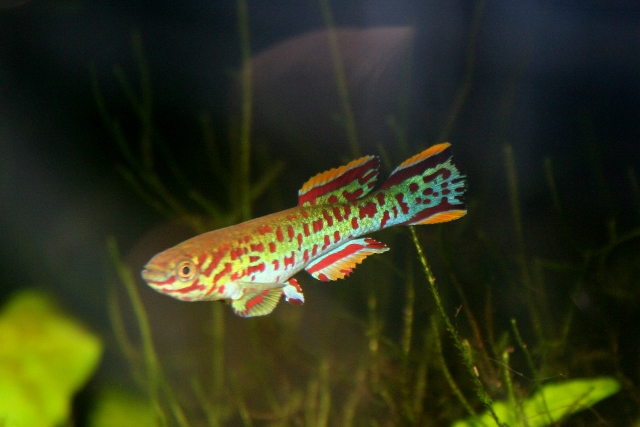 makurdi1 (640x427).jpg