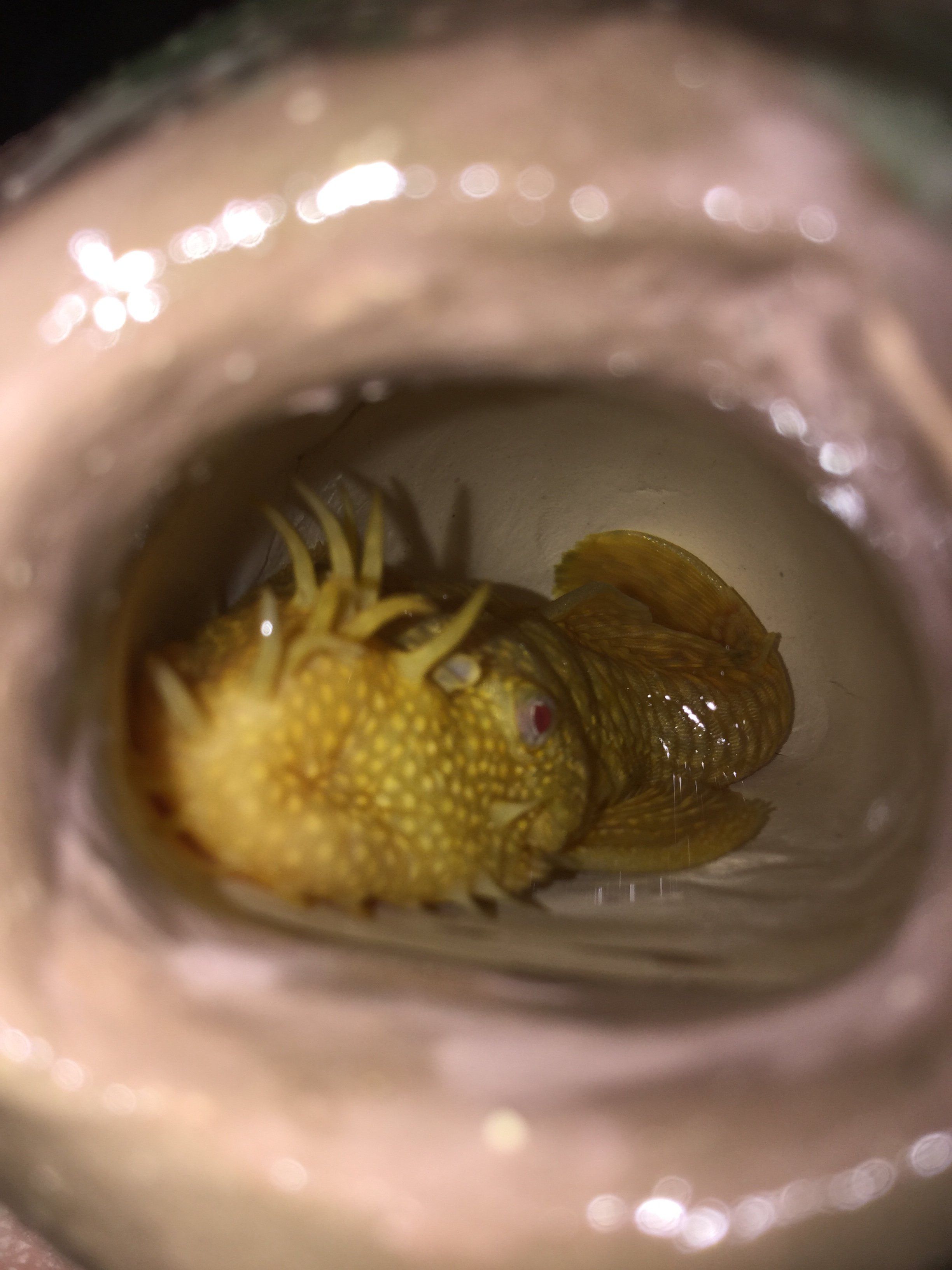 Male BN pleco in cave.JPG