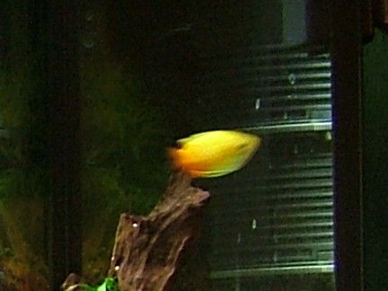 male honey gourami.JPG