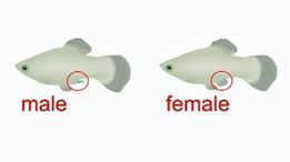 male-or-female-molly-fish.jpg