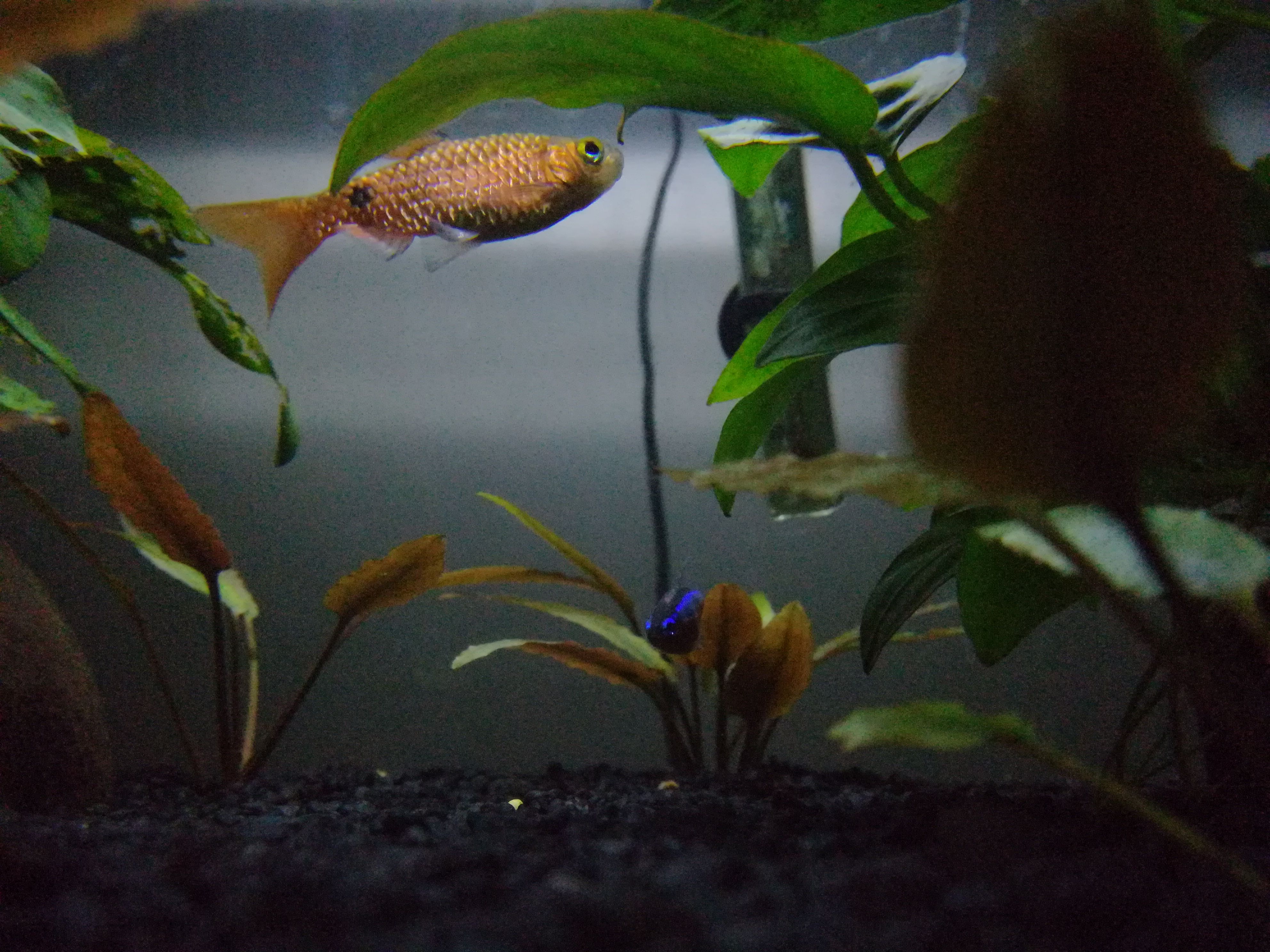 Male Rosy Barb in Good Lighting