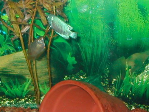 Male__Female_Dwarf_Gourami.jpg