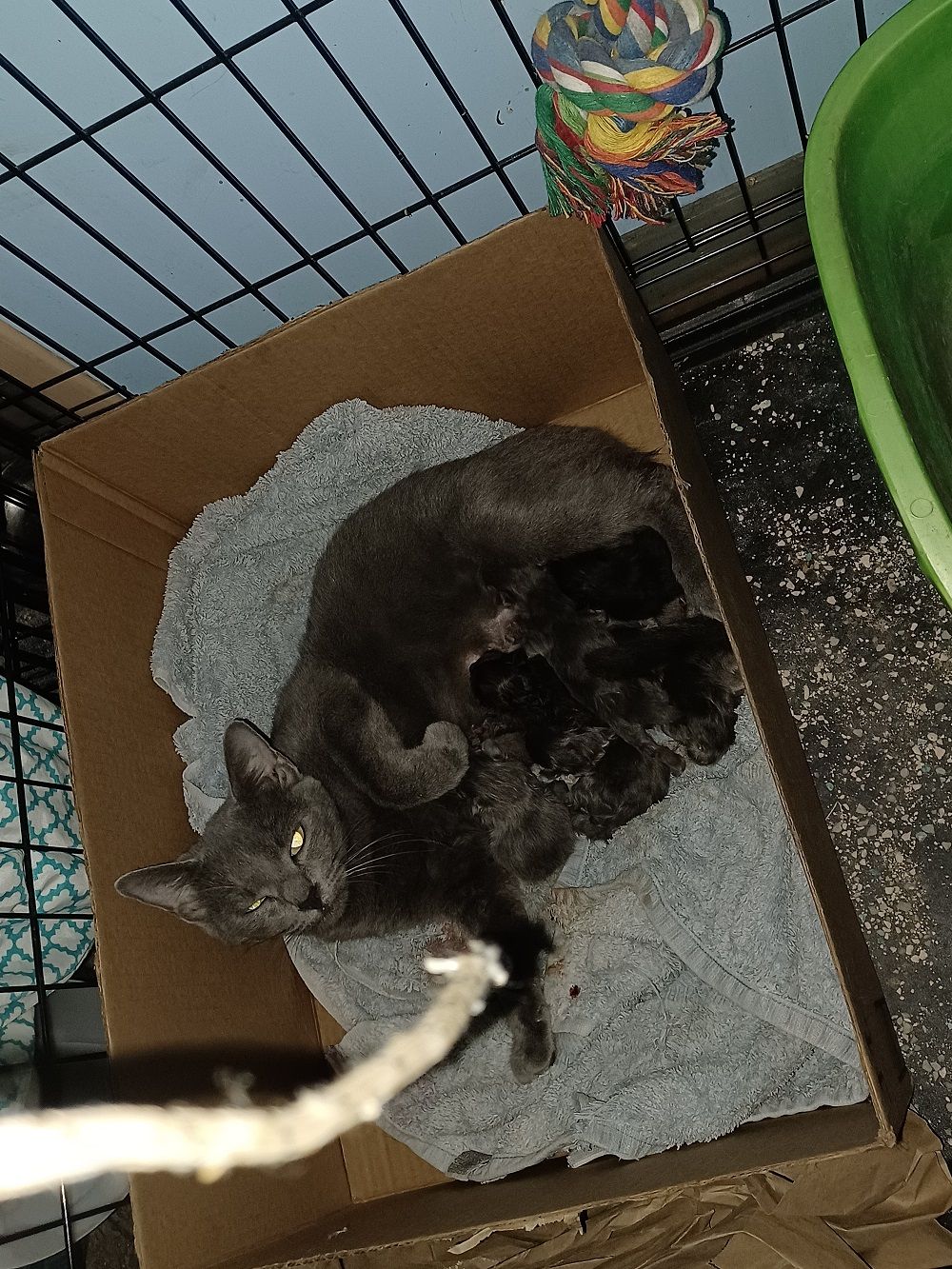 Mama_kits_8_21.jpg