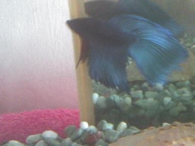 mamsbetta3.JPG