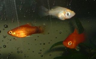 Mandy_and_Platies2.JPG
