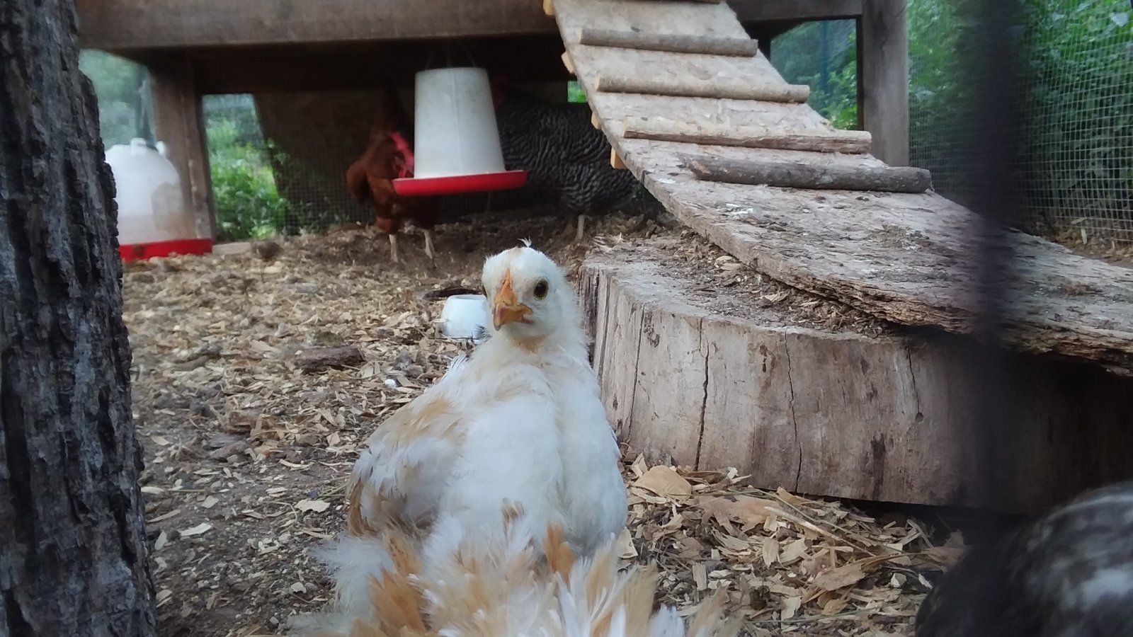 Mango portrait.jpeg