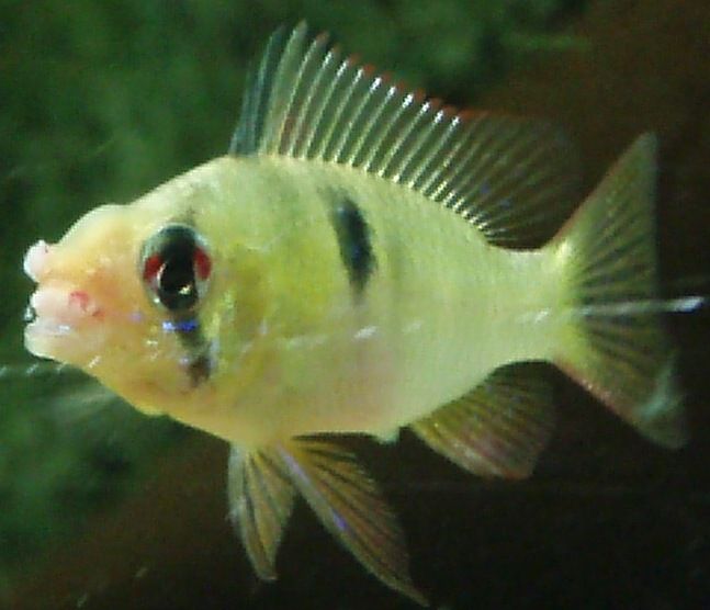 Mar_2007_fish_tank_310.jpg