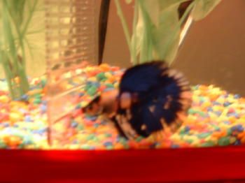 marble_betta_3.jpg