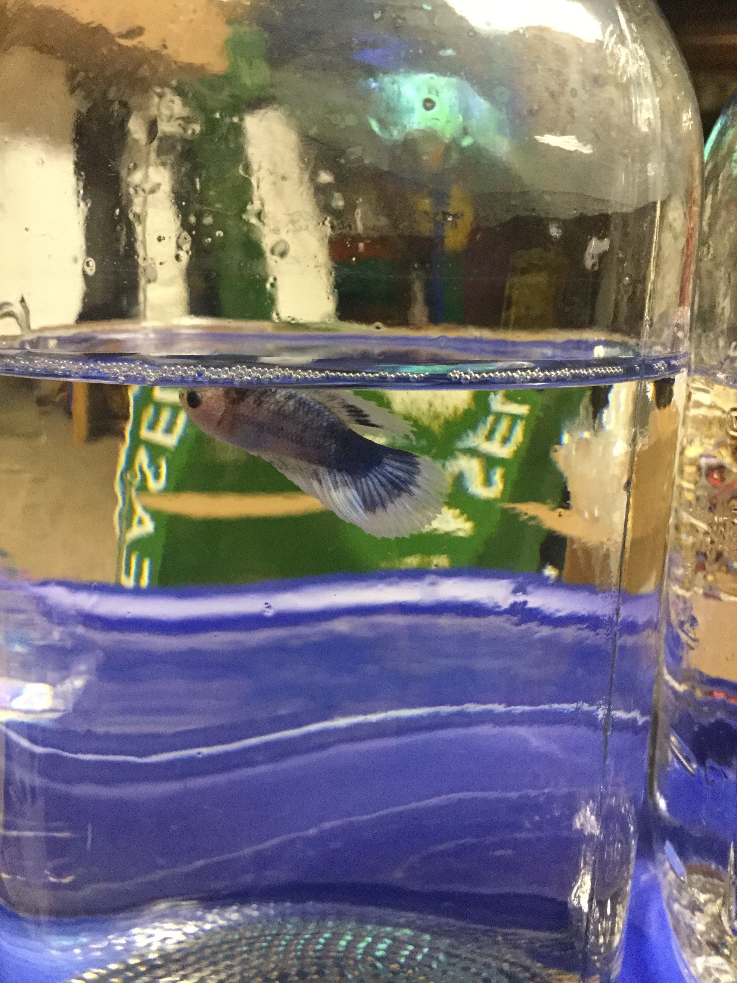 marbled betta juvenile.JPG