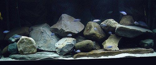 mbuna-tank.jpg