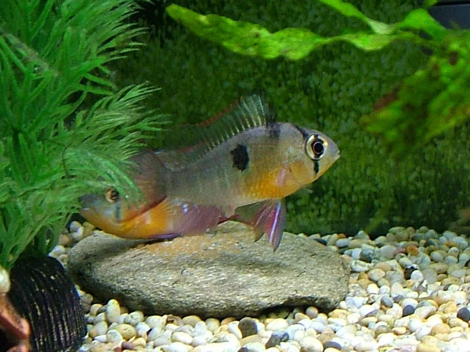 Mikrogeophagus altispinosus.JPG