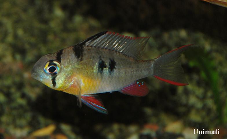 Mikrogeophagus-altispinosus3.jpg