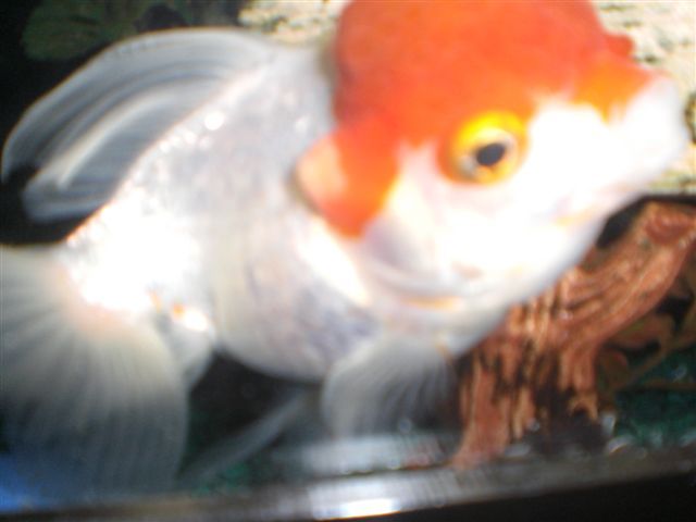 Miscellaneos_Jan_2008_030.jpg