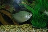 Moonlight_Gourami.JPG
