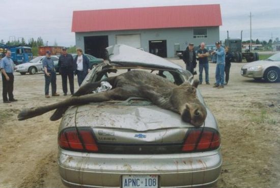 moose.jpg