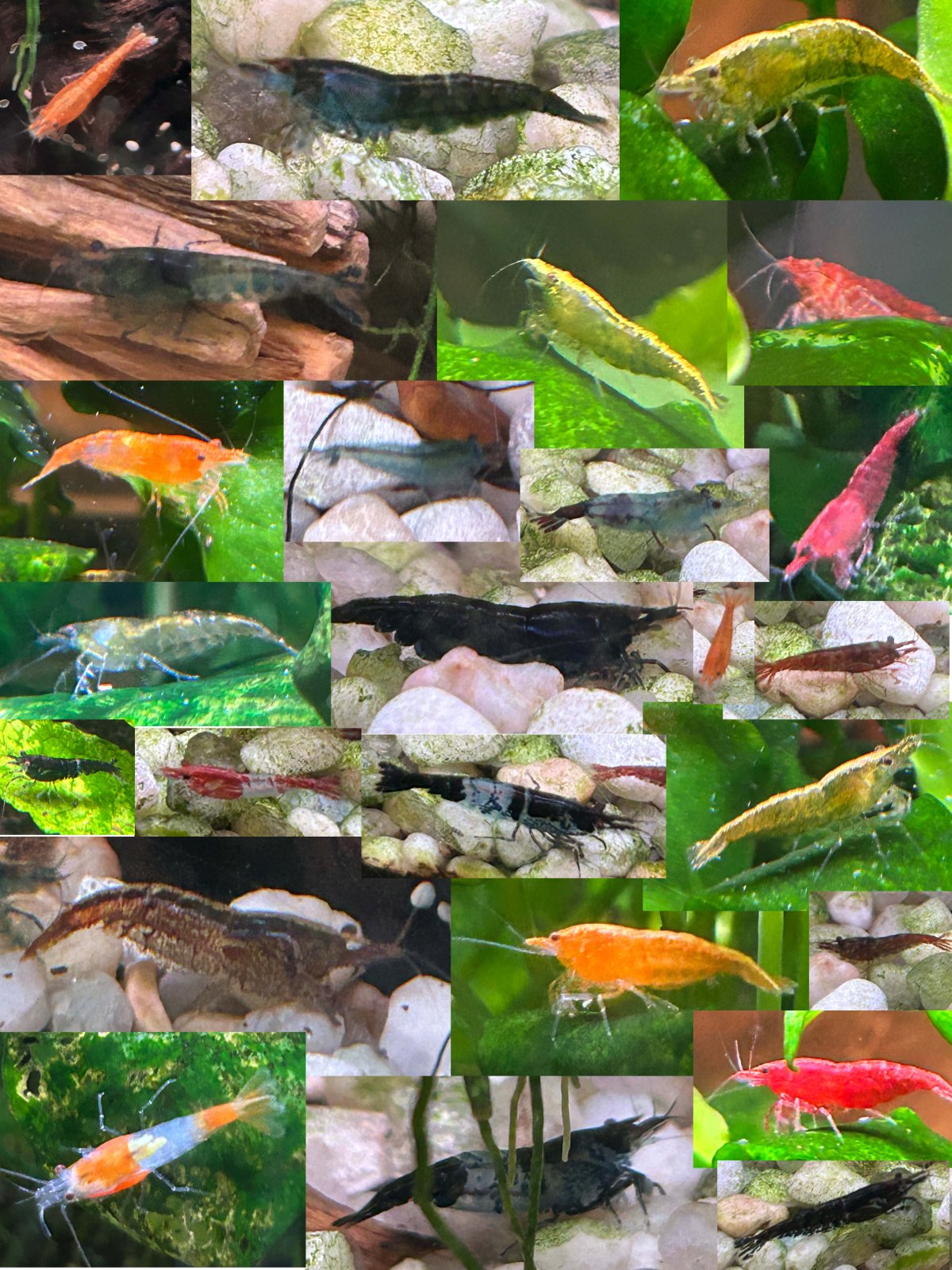 Mosaicc.jpg