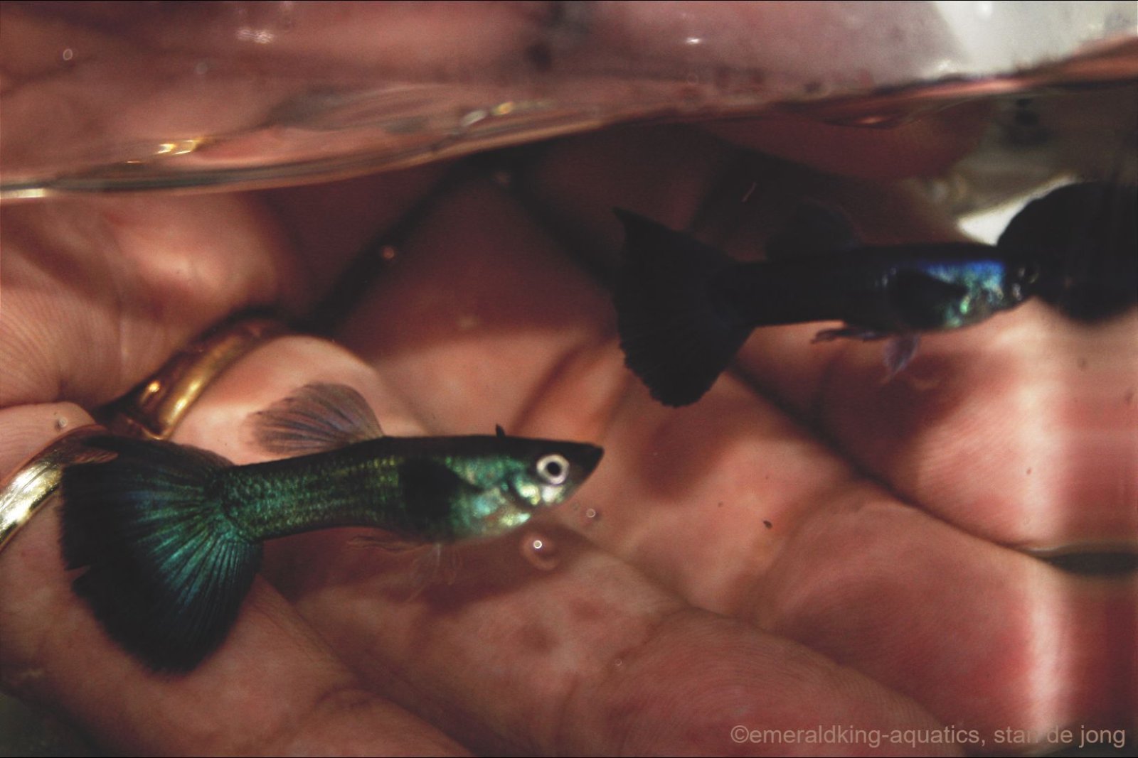 moscow blue and moscow green males.jpg