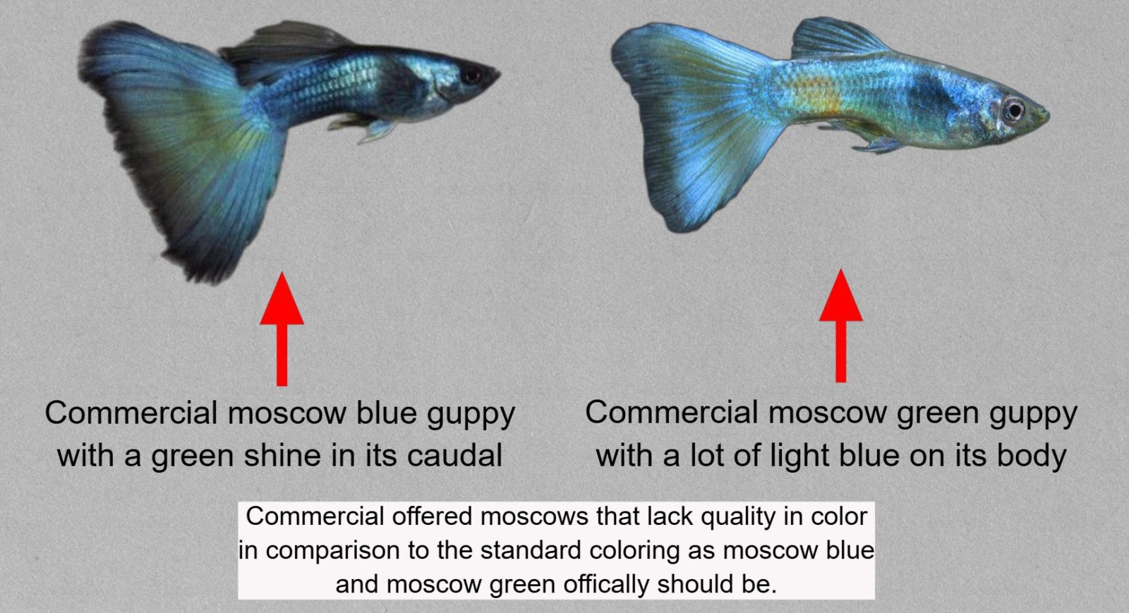 moscow lack of quality in colors.jpg