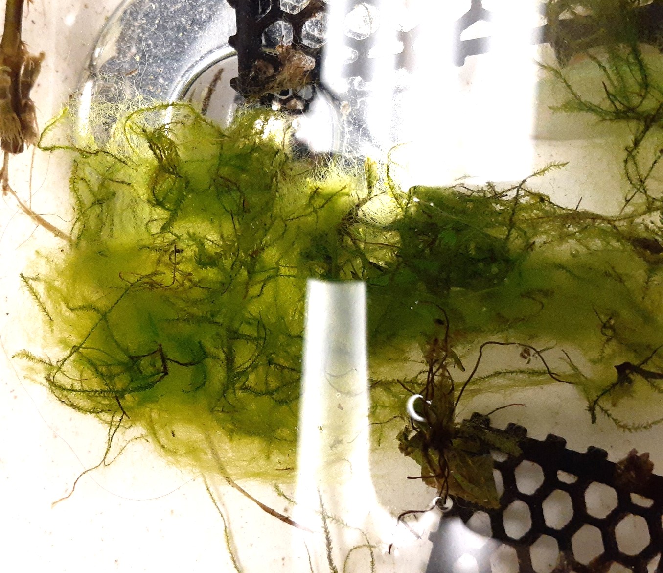 moss3.jpg
