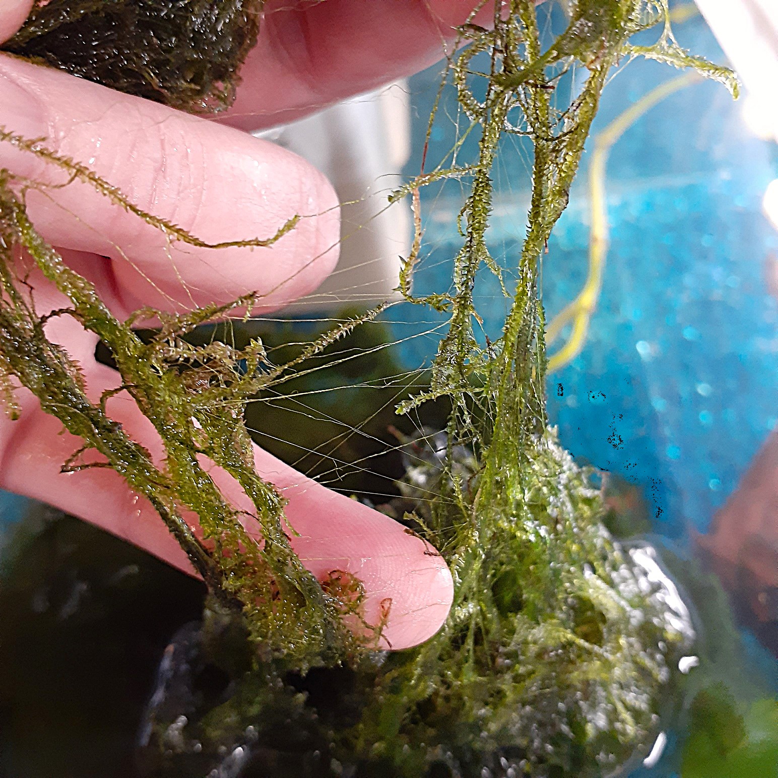 moss7.jpg